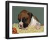Boxer Puppy, USA-Lynn M. Stone-Framed Photographic Print
