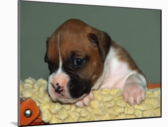 Boxer Puppy, USA-Lynn M. Stone-Mounted Photographic Print