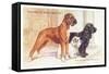 Boxer, Sealyham, Cocker Spaniel-null-Framed Stretched Canvas