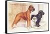 Boxer, Sealyham, Cocker Spaniel-null-Framed Stretched Canvas