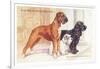 Boxer, Sealyham, Cocker Spaniel-null-Framed Art Print