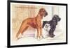 Boxer, Sealyham, Cocker Spaniel-null-Framed Art Print