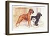 Boxer, Sealyham, Cocker Spaniel-null-Framed Art Print