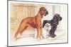 Boxer, Sealyham, Cocker Spaniel-null-Mounted Art Print