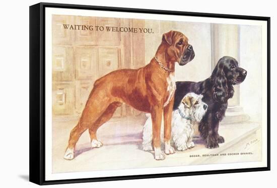 Boxer, Sealyham, Cocker Spaniel-null-Framed Stretched Canvas