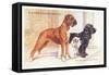 Boxer, Sealyham, Cocker Spaniel-null-Framed Stretched Canvas