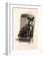 Boxer Sitting on a Chair, C.1890-null-Framed Giclee Print