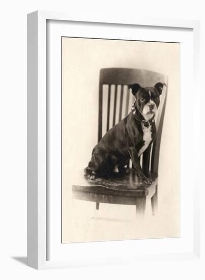 Boxer Sitting on a Chair, C.1890-null-Framed Giclee Print