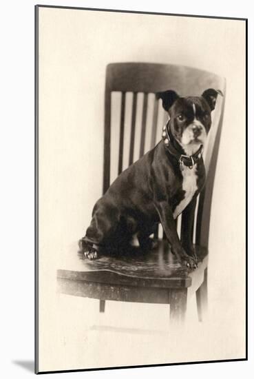 Boxer Sitting on a Chair, C.1890-null-Mounted Giclee Print
