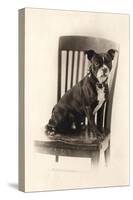 Boxer Sitting on a Chair, C.1890-null-Stretched Canvas