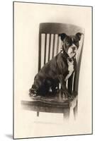 Boxer Sitting on a Chair, C.1890-null-Mounted Giclee Print