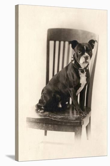 Boxer Sitting on a Chair, C.1890-null-Stretched Canvas