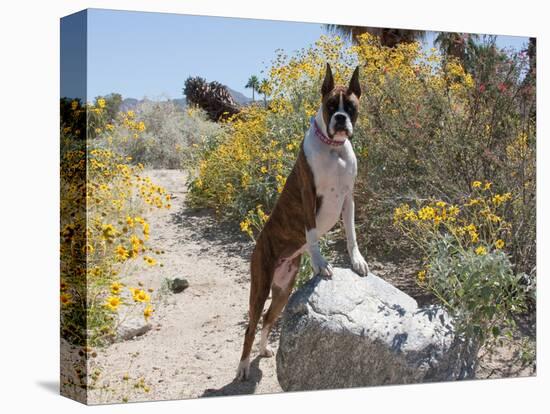 Boxer Standing by Garden Pathway-Zandria Muench Beraldo-Stretched Canvas