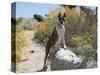 Boxer Standing by Garden Pathway-Zandria Muench Beraldo-Stretched Canvas