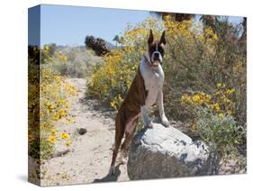 Boxer Standing by Garden Pathway-Zandria Muench Beraldo-Stretched Canvas