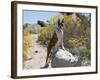 Boxer Standing by Garden Pathway-Zandria Muench Beraldo-Framed Photographic Print