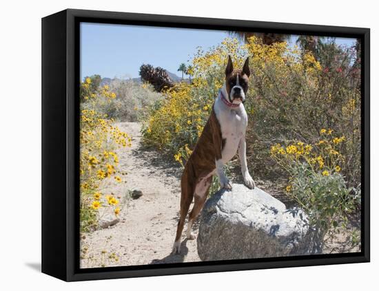 Boxer Standing by Garden Pathway-Zandria Muench Beraldo-Framed Stretched Canvas