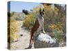 Boxer Standing by Garden Pathway-Zandria Muench Beraldo-Stretched Canvas