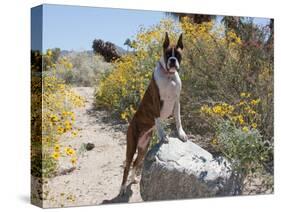 Boxer Standing by Garden Pathway-Zandria Muench Beraldo-Stretched Canvas