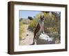 Boxer Standing by Garden Pathway-Zandria Muench Beraldo-Framed Photographic Print