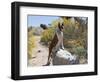 Boxer Standing by Garden Pathway-Zandria Muench Beraldo-Framed Photographic Print