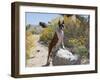 Boxer Standing by Garden Pathway-Zandria Muench Beraldo-Framed Photographic Print