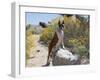 Boxer Standing by Garden Pathway-Zandria Muench Beraldo-Framed Photographic Print