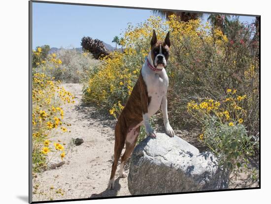 Boxer Standing by Garden Pathway-Zandria Muench Beraldo-Mounted Photographic Print