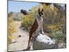 Boxer Standing by Garden Pathway-Zandria Muench Beraldo-Mounted Photographic Print