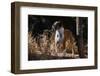 Boxer Standing in Tall Dried Grasses-Zandria Muench Beraldo-Framed Photographic Print