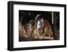 Boxer Standing in Tall Dried Grasses-Zandria Muench Beraldo-Framed Photographic Print