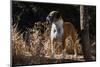 Boxer Standing in Tall Dried Grasses-Zandria Muench Beraldo-Mounted Photographic Print