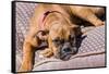 Boxer Waiting-Zandria Muench Beraldo-Framed Stretched Canvas