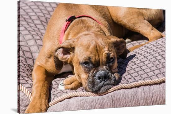 Boxer Waiting-Zandria Muench Beraldo-Stretched Canvas