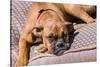 Boxer Waiting-Zandria Muench Beraldo-Stretched Canvas