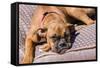 Boxer Waiting-Zandria Muench Beraldo-Framed Stretched Canvas
