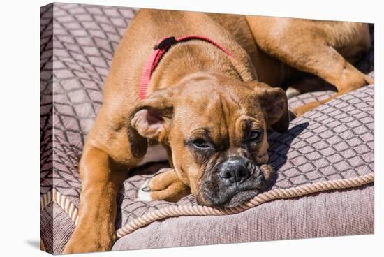 Boxer Waiting-Zandria Muench Beraldo-Stretched Canvas