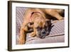 Boxer Waiting-Zandria Muench Beraldo-Framed Photographic Print