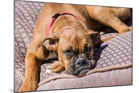 Boxer Waiting-Zandria Muench Beraldo-Mounted Photographic Print