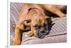 Boxer Waiting-Zandria Muench Beraldo-Framed Premium Photographic Print