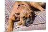 Boxer Waiting-Zandria Muench Beraldo-Mounted Premium Photographic Print