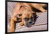 Boxer Waiting-Zandria Muench Beraldo-Framed Premium Photographic Print