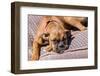 Boxer Waiting-Zandria Muench Beraldo-Framed Photographic Print