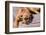 Boxer Waiting-Zandria Muench Beraldo-Framed Photographic Print