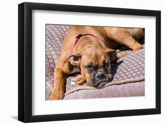 Boxer Waiting-Zandria Muench Beraldo-Framed Photographic Print