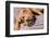 Boxer Waiting-Zandria Muench Beraldo-Framed Photographic Print