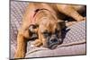 Boxer Waiting-Zandria Muench Beraldo-Mounted Photographic Print