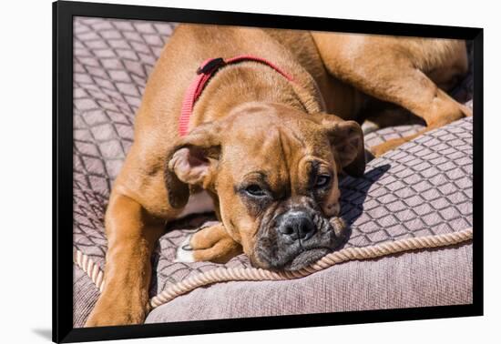 Boxer Waiting-Zandria Muench Beraldo-Framed Photographic Print