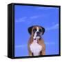 Boxer-DLILLC-Framed Stretched Canvas