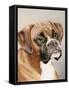 Boxer-Janet Pidoux-Framed Stretched Canvas